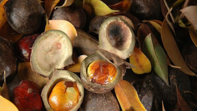 8 Manfaat Jengkol untuk Kesehatan